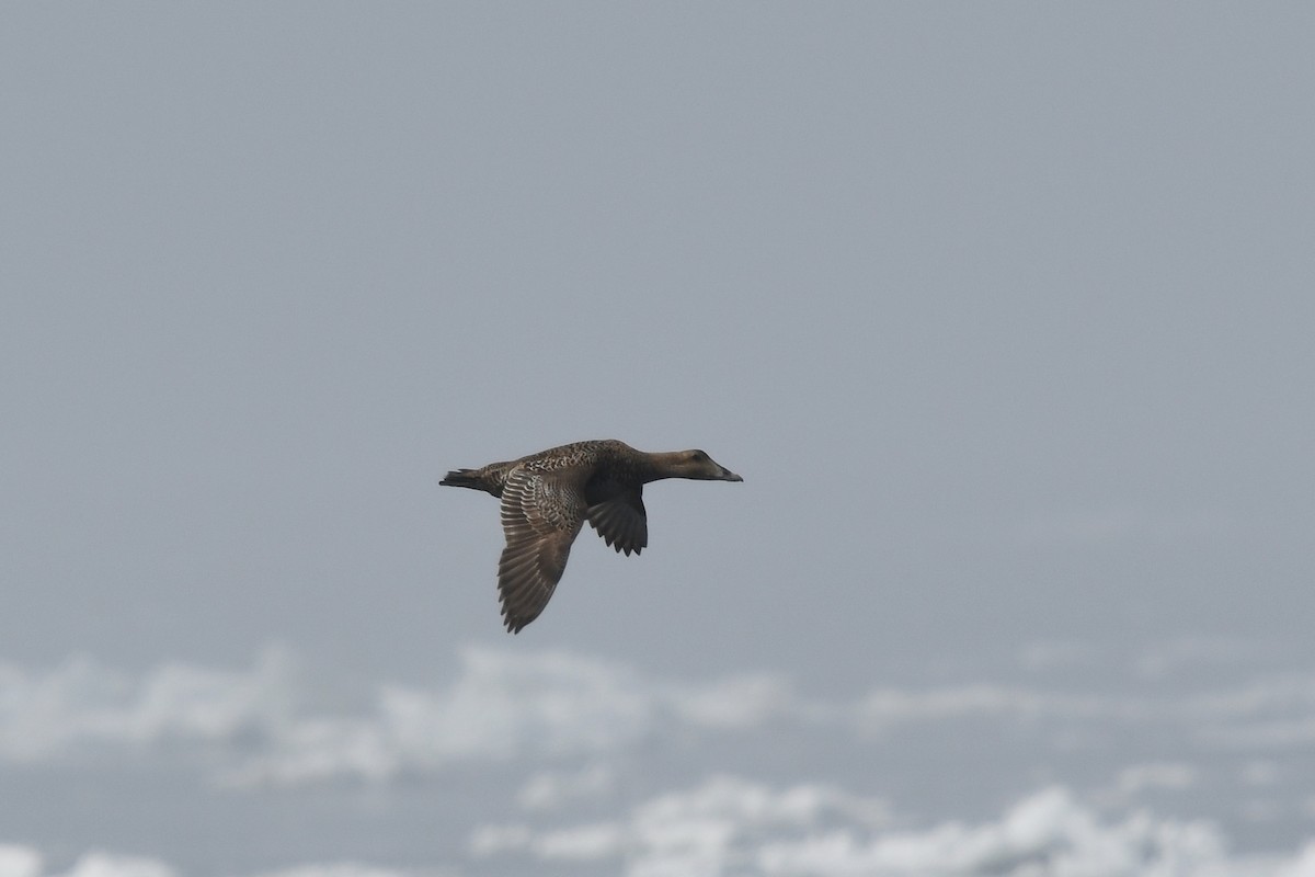 Common Eider - ML458356841