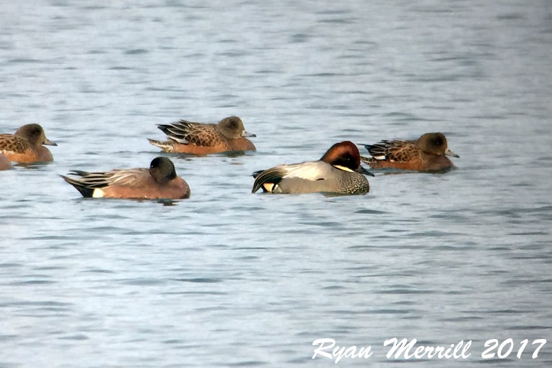 Falcated Duck - Ryan Merrill