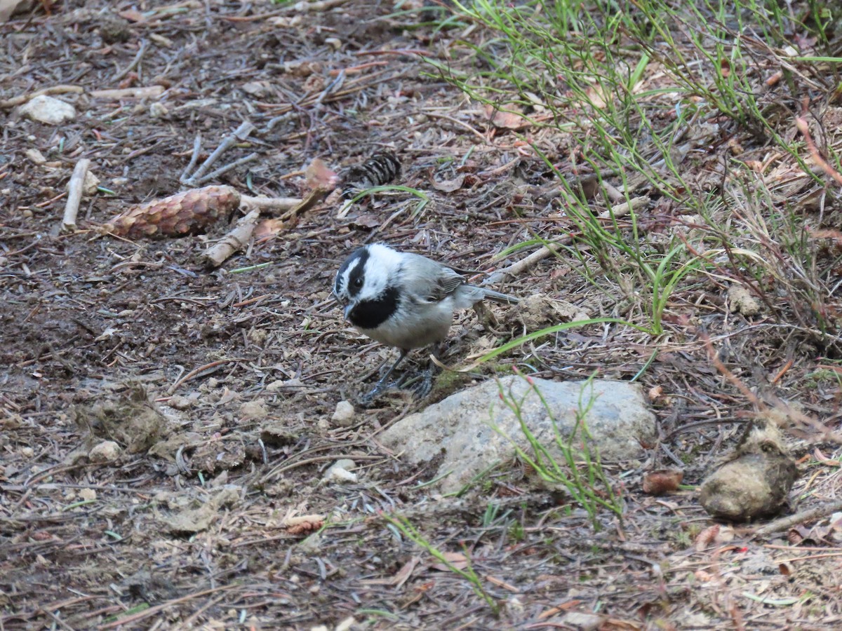 Mountain Chickadee - ML458358691