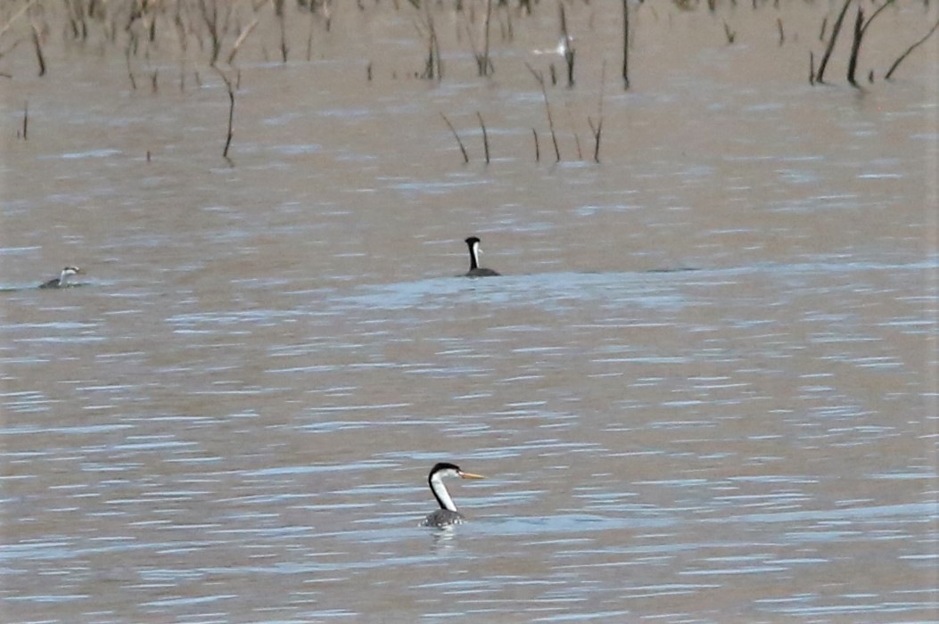 Clark's Grebe - ML458362461