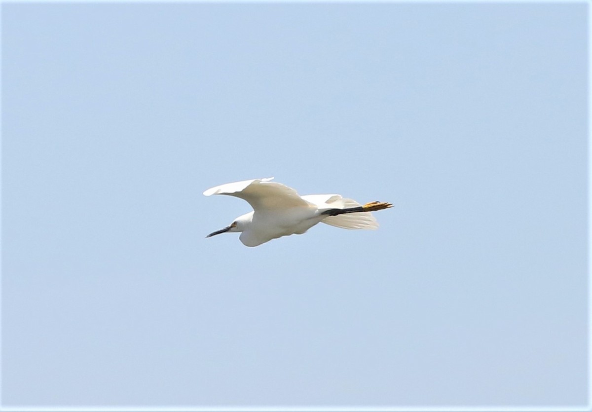 Snowy Egret - ML458363271