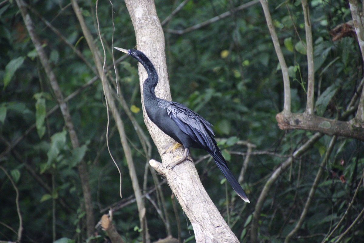 Anhinga - ML458366781