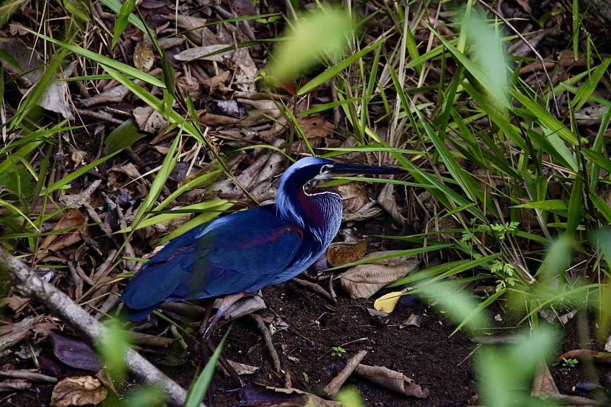 Agami Heron - ML458366821