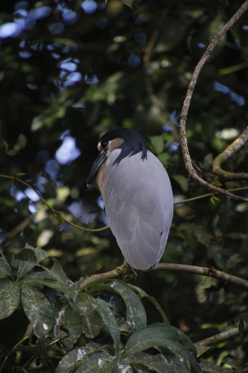 Boat-billed Heron - ML458366931