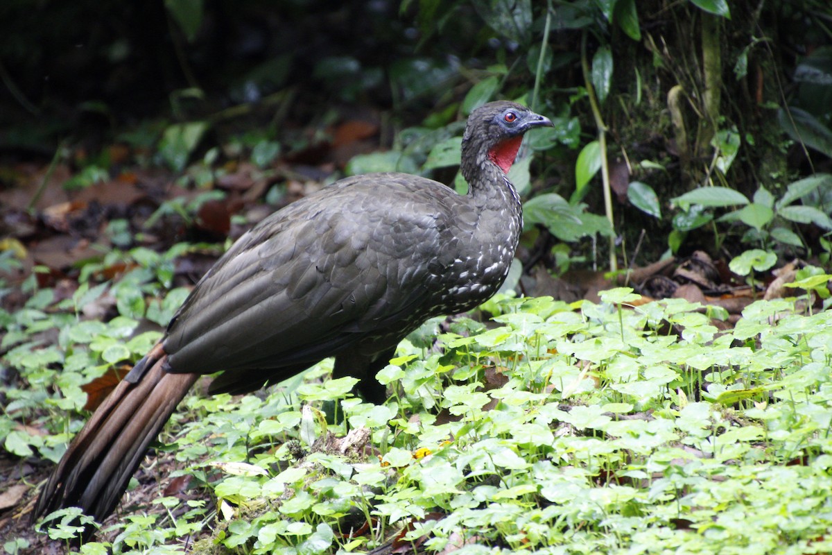 Crested Guan - ML458367491