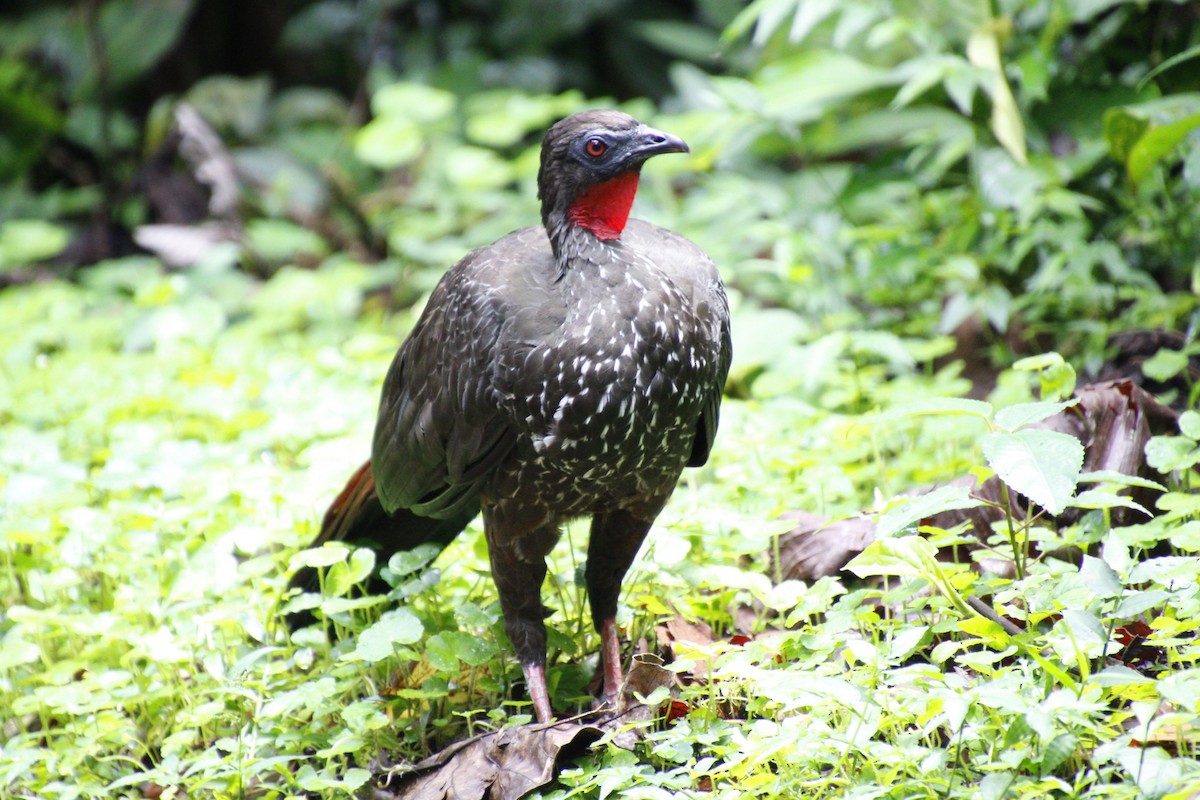 Crested Guan - ML458367511