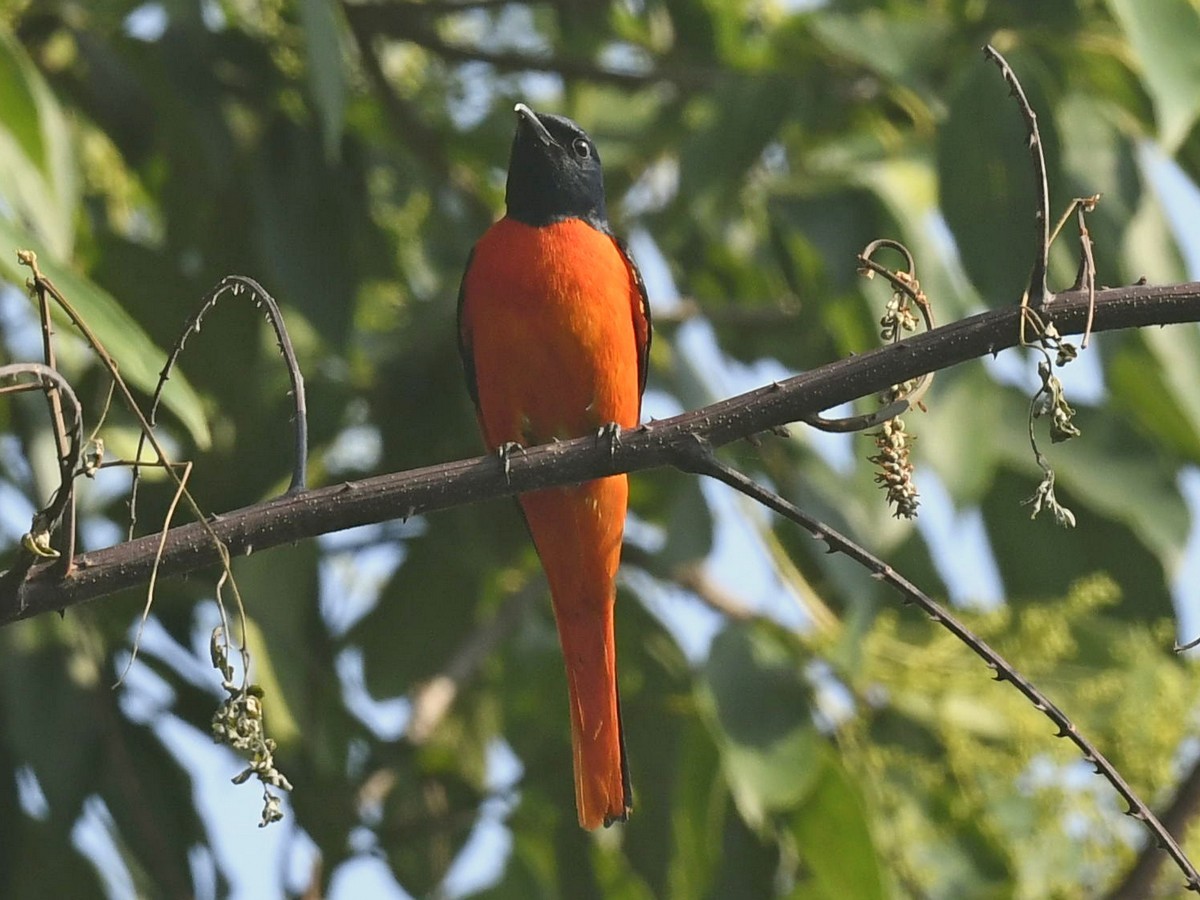 Scarlet Minivet - ML458367611