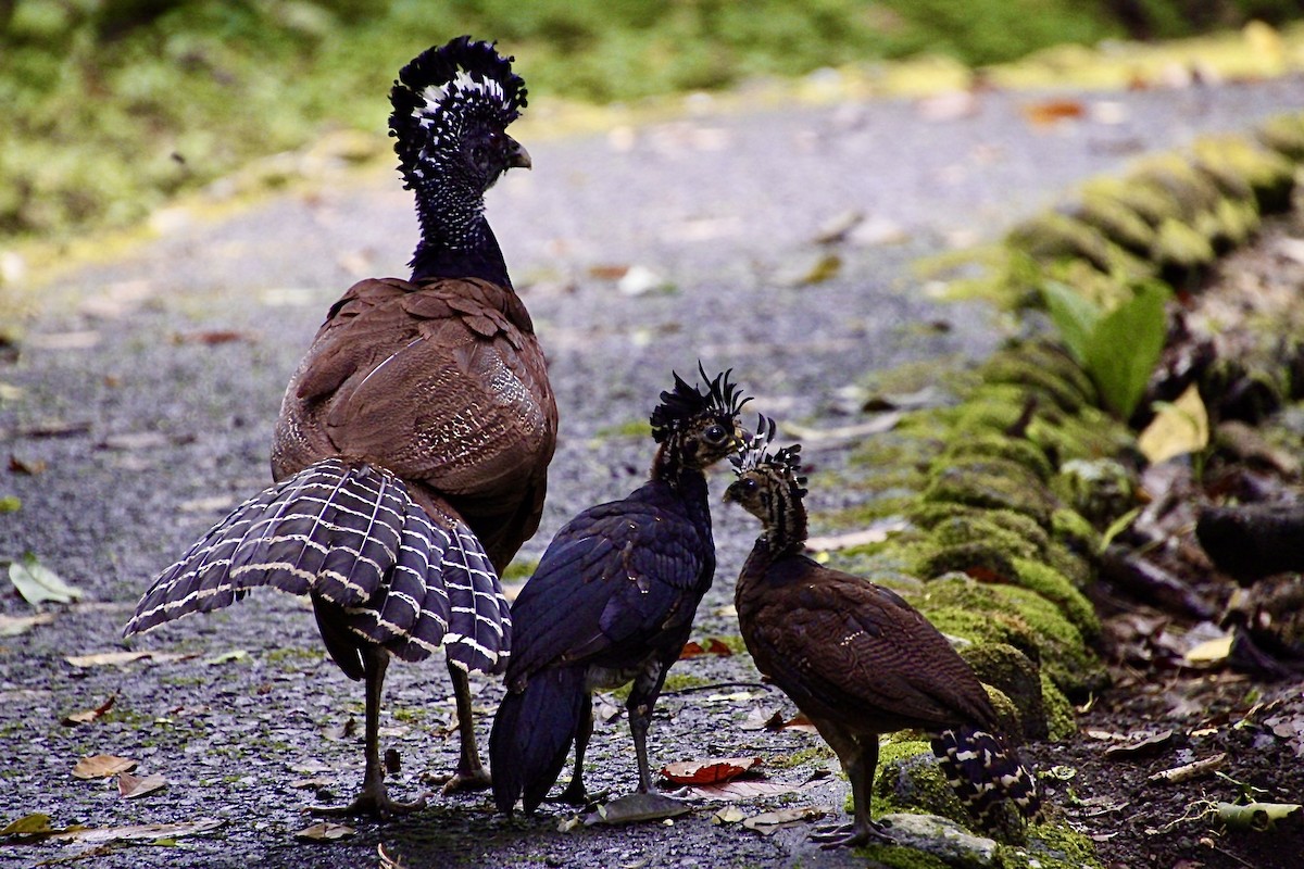 Great Curassow - ML458367621