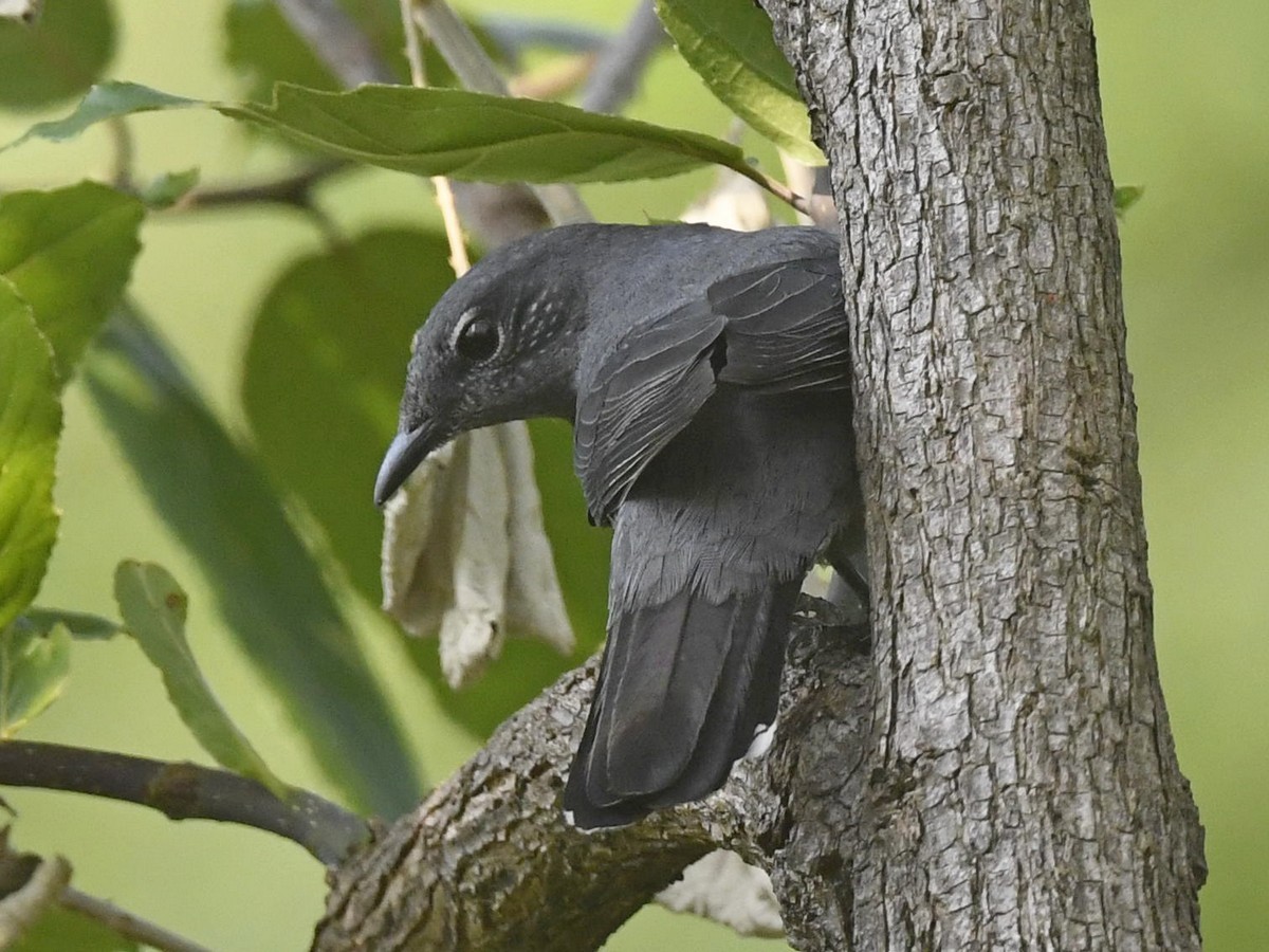 Black-winged Cuckooshrike - ML458367751