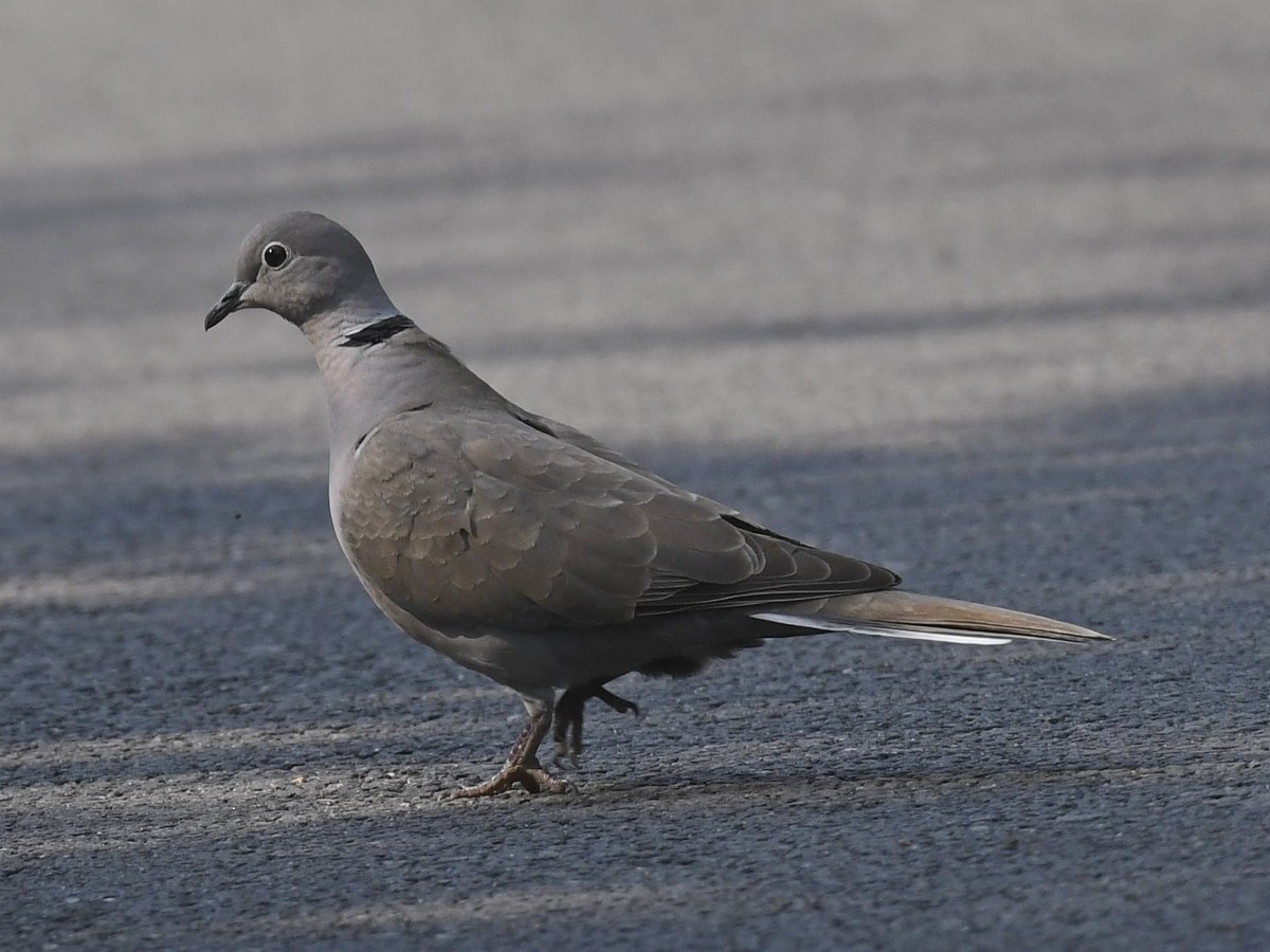 Eurasian Collared-Dove - ML458368091