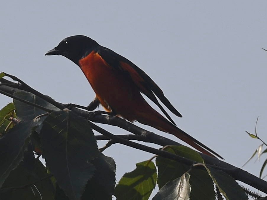 赤紅山椒鳥 - ML458368151