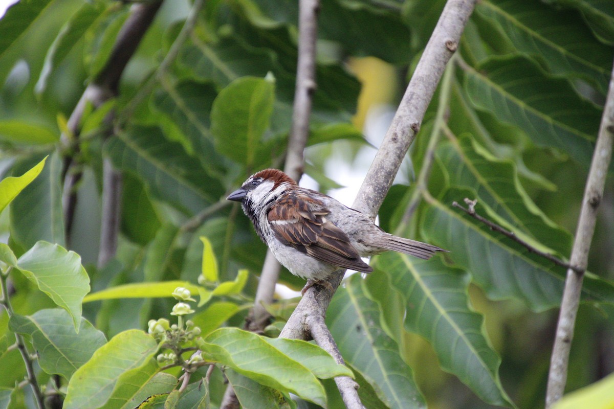 House Sparrow - ML458369011