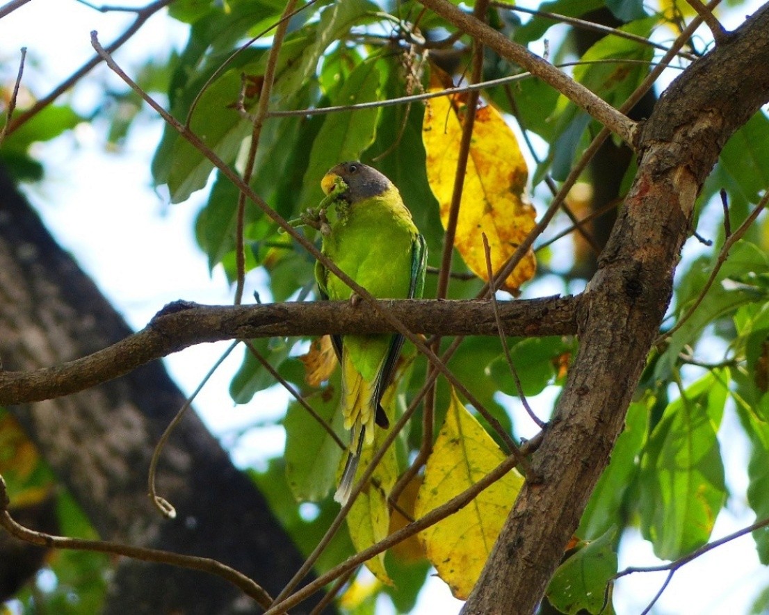 Plum-headed Parakeet - ML45836911