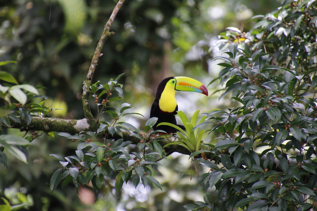 Keel-billed Toucan - ML458369171