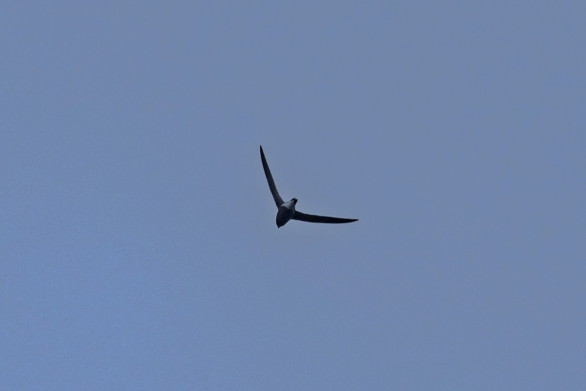 Brown-backed Needletail - ML458370491