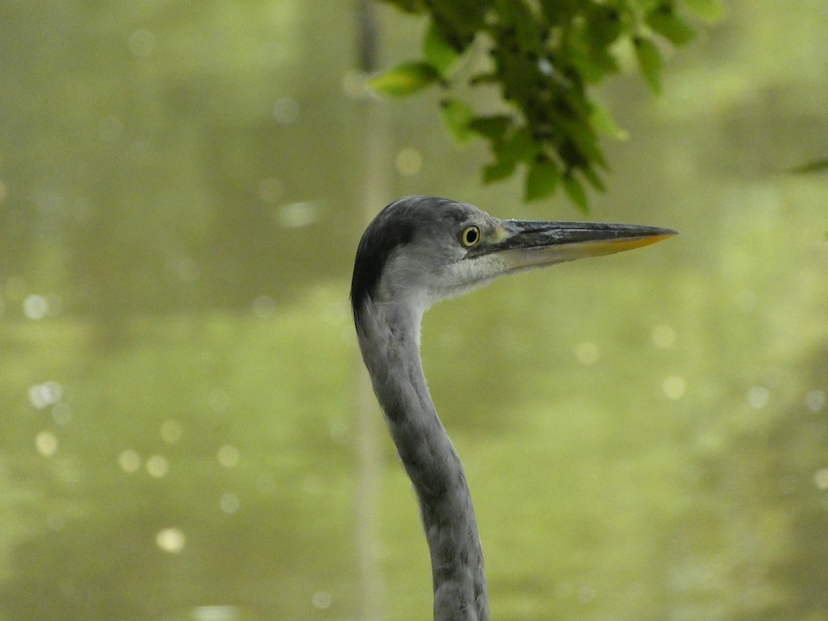 Gray Heron - ML458370951