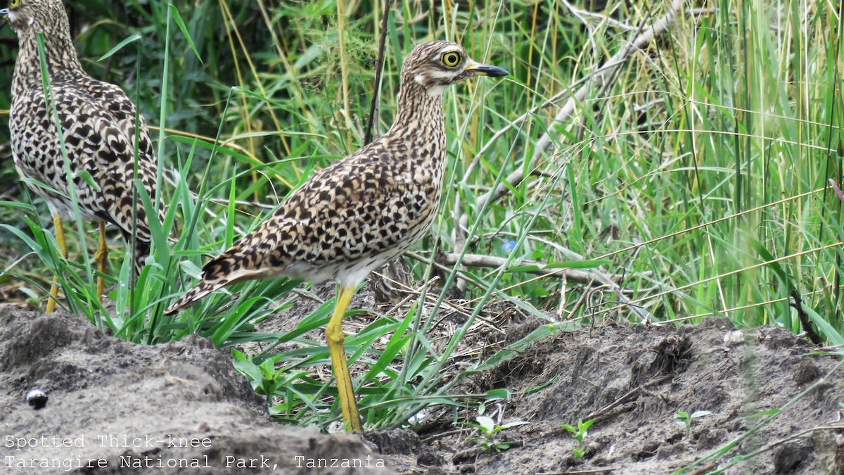 Spotted Thick-knee - Martien Prins