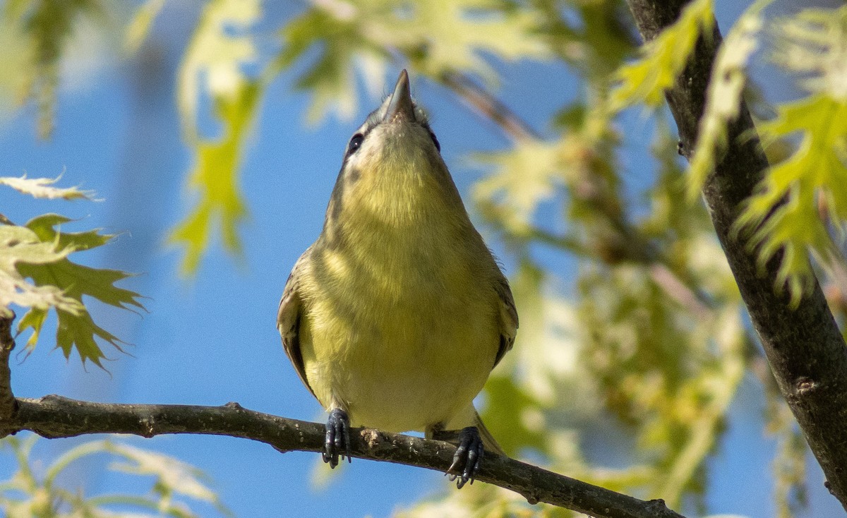 Philadelphia Vireo - ML458372231