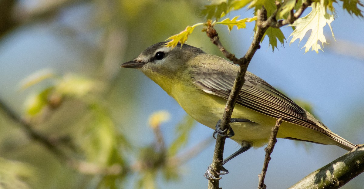 Philadelphia Vireo - ML458372261