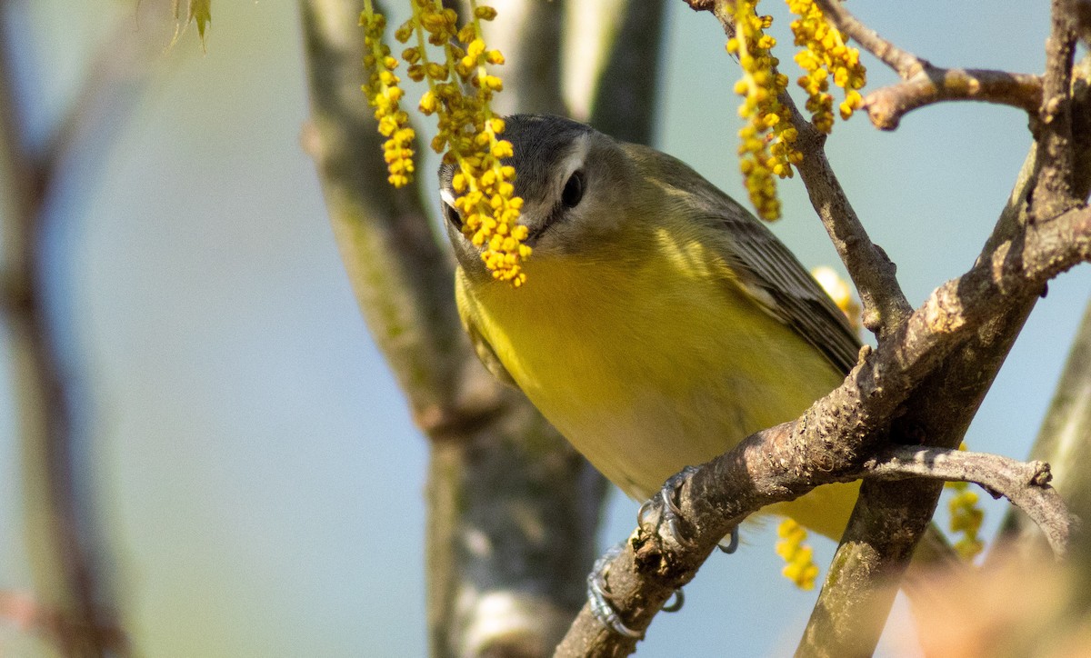 Philadelphia Vireo - ML458372271