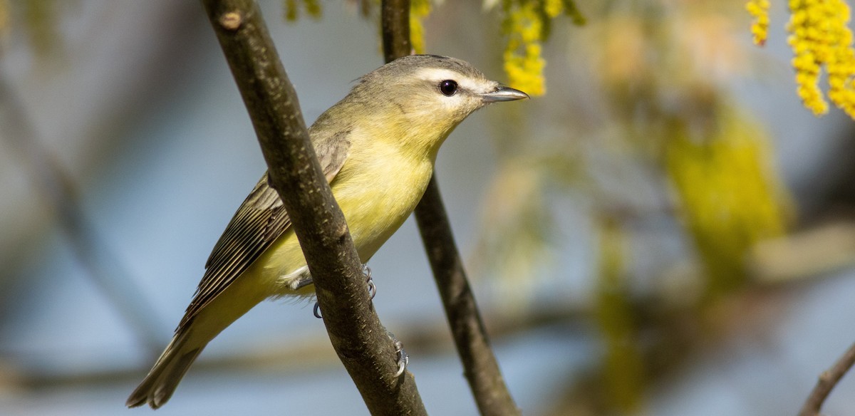 Philadelphia Vireo - ML458372321