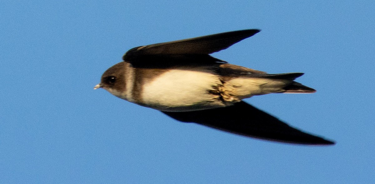 Bank Swallow - ML458372391