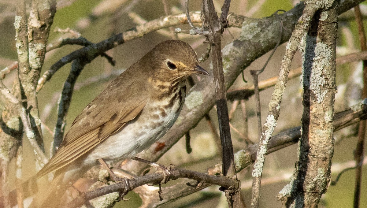 Swainson's Thrush - Tara Plum