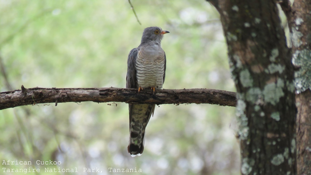 African Cuckoo - Martien Prins