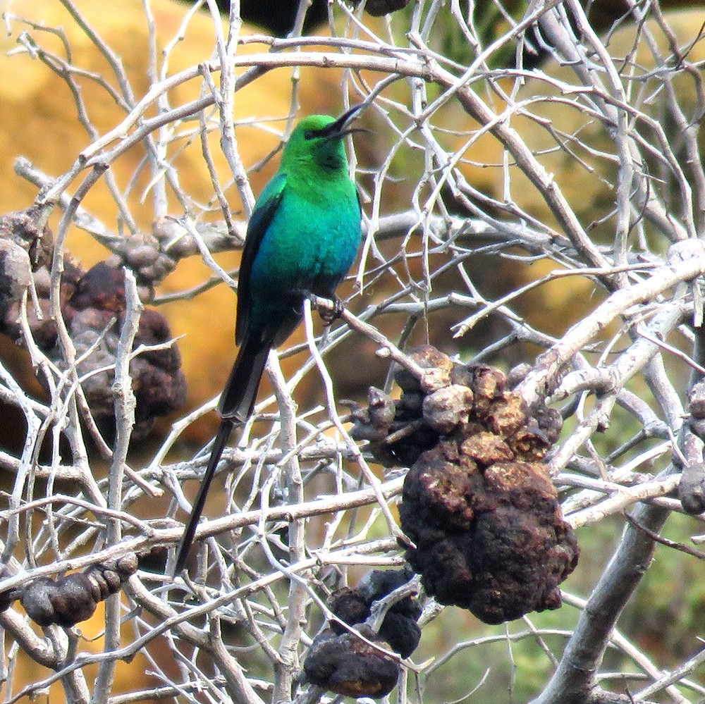 Malachite Sunbird - Rohan Chakravarty