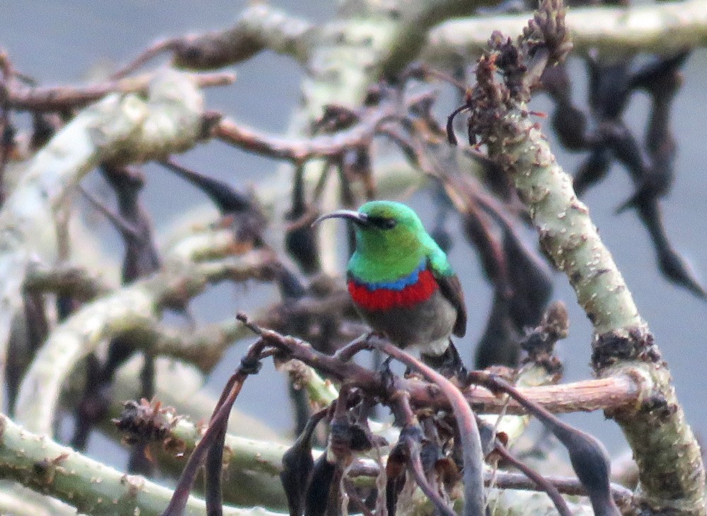 Southern Double-collared Sunbird - Rohan Chakravarty