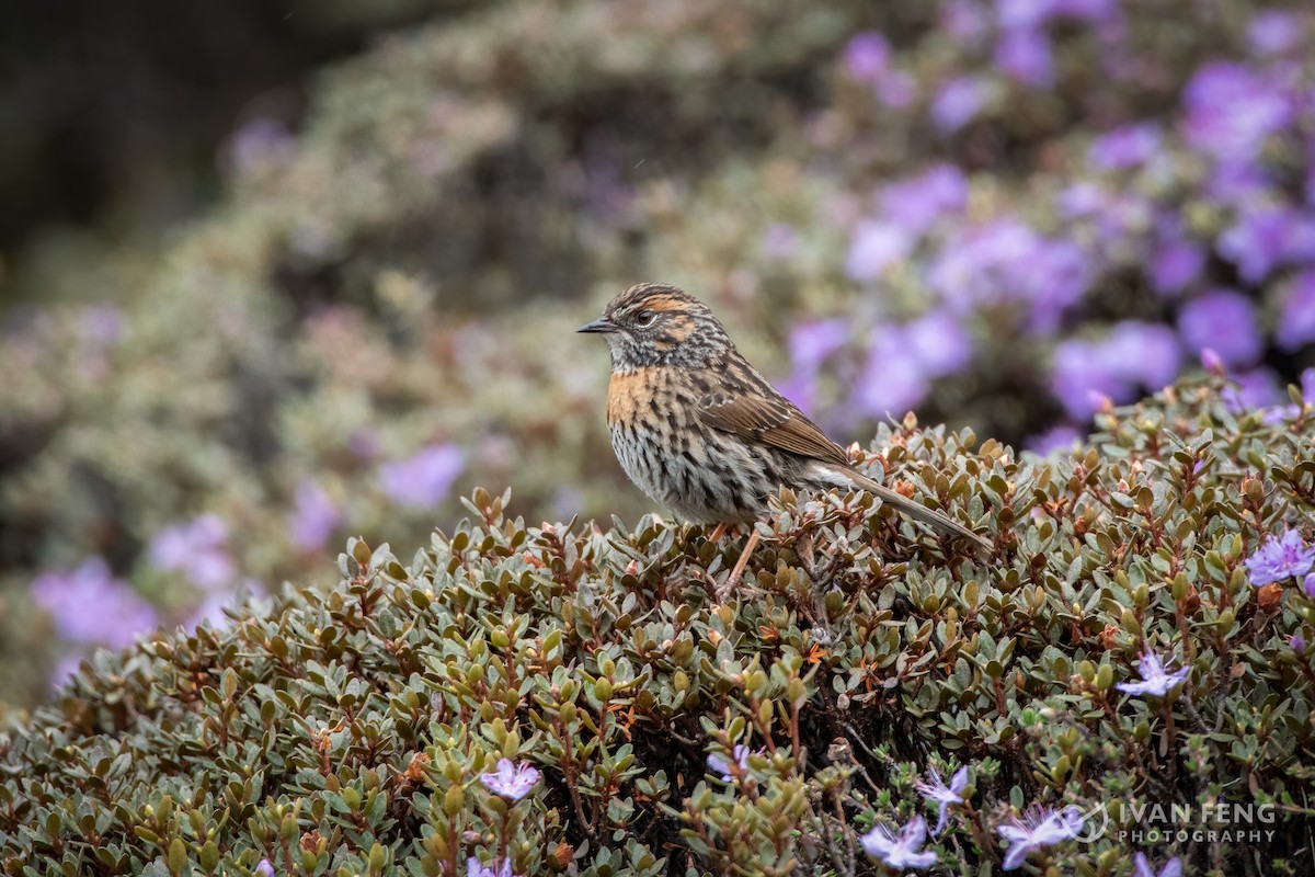 Rufous-breasted Accentor - ML458375171
