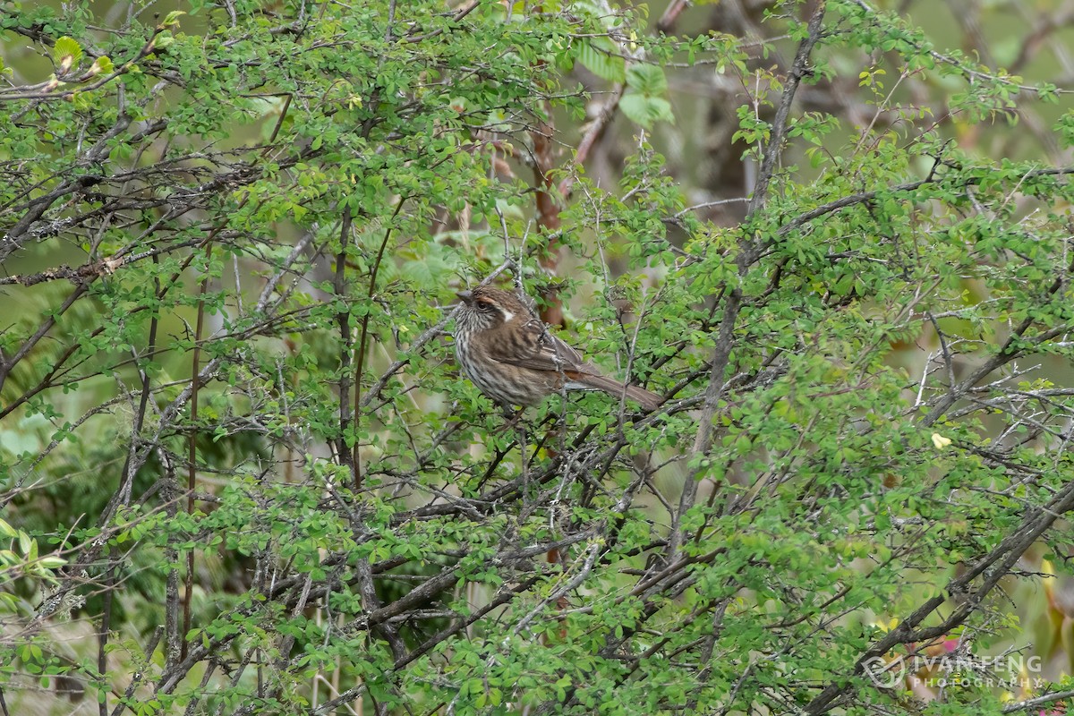 Chinese White-browed Rosefinch - ML458375241