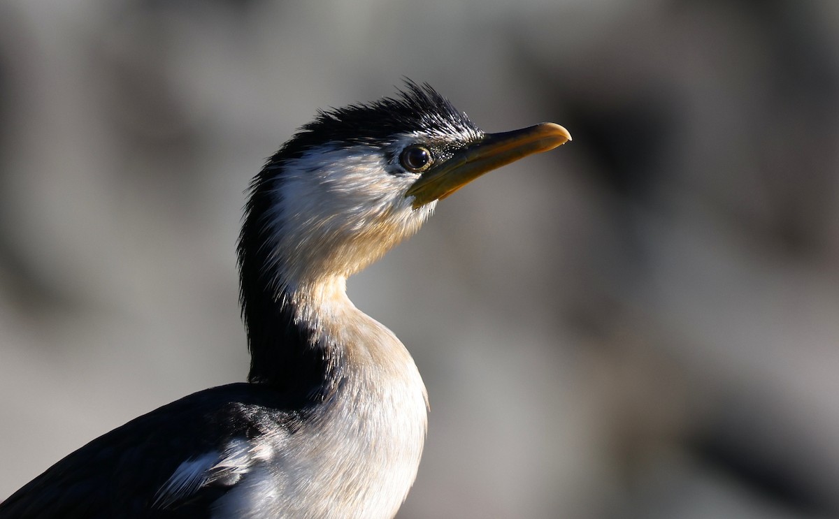 Little Pied Cormorant - Andy Gee