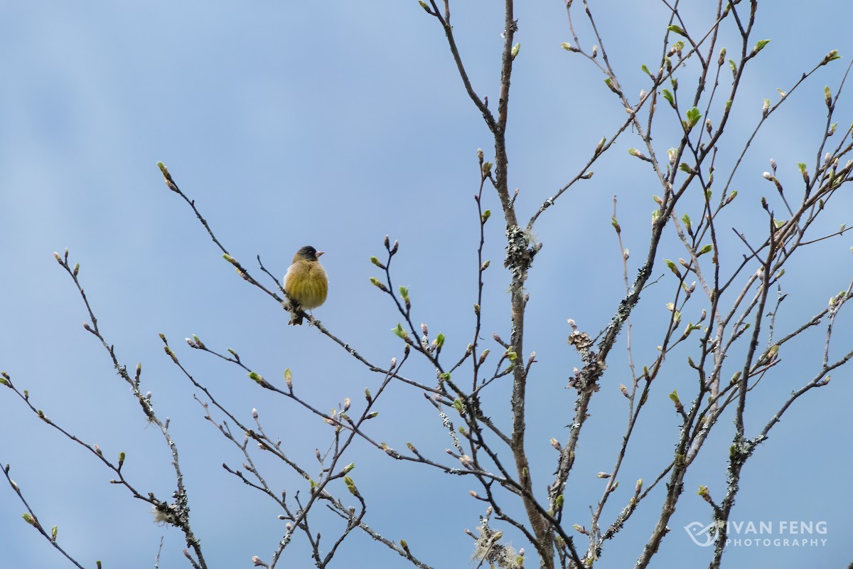 Black-headed Greenfinch - ML458375491