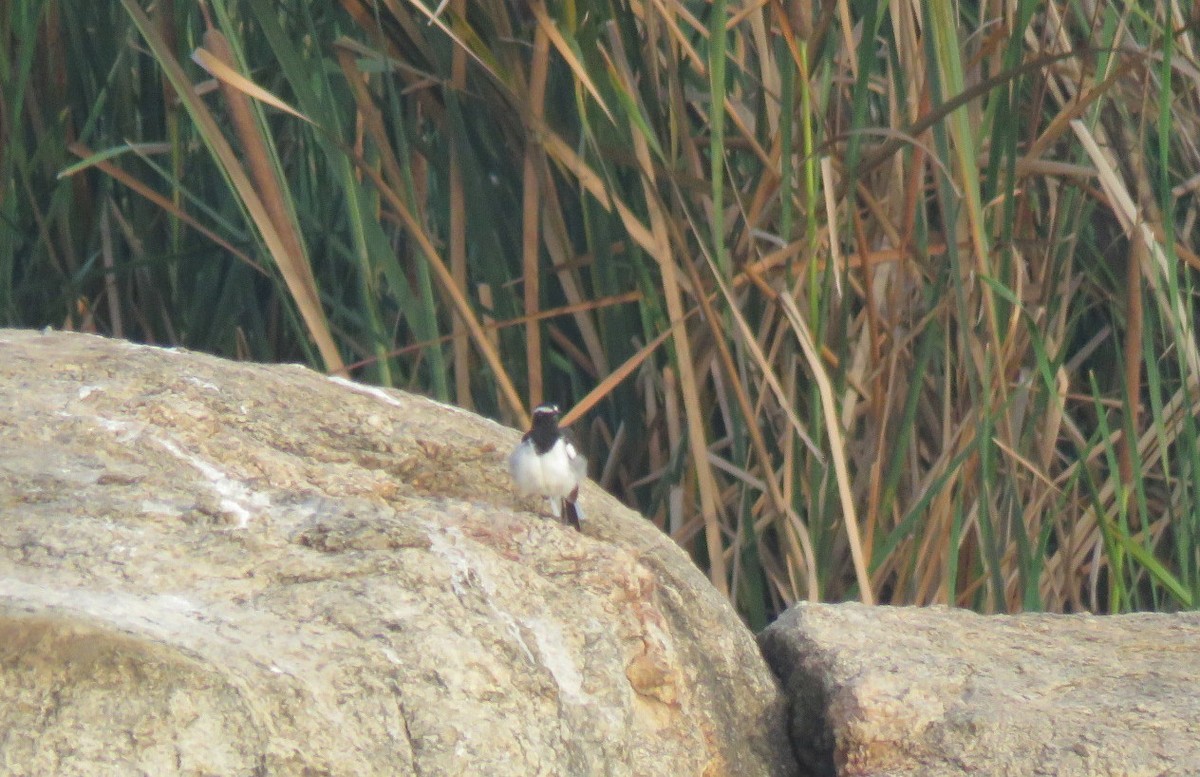 White-browed Wagtail - ML458376391