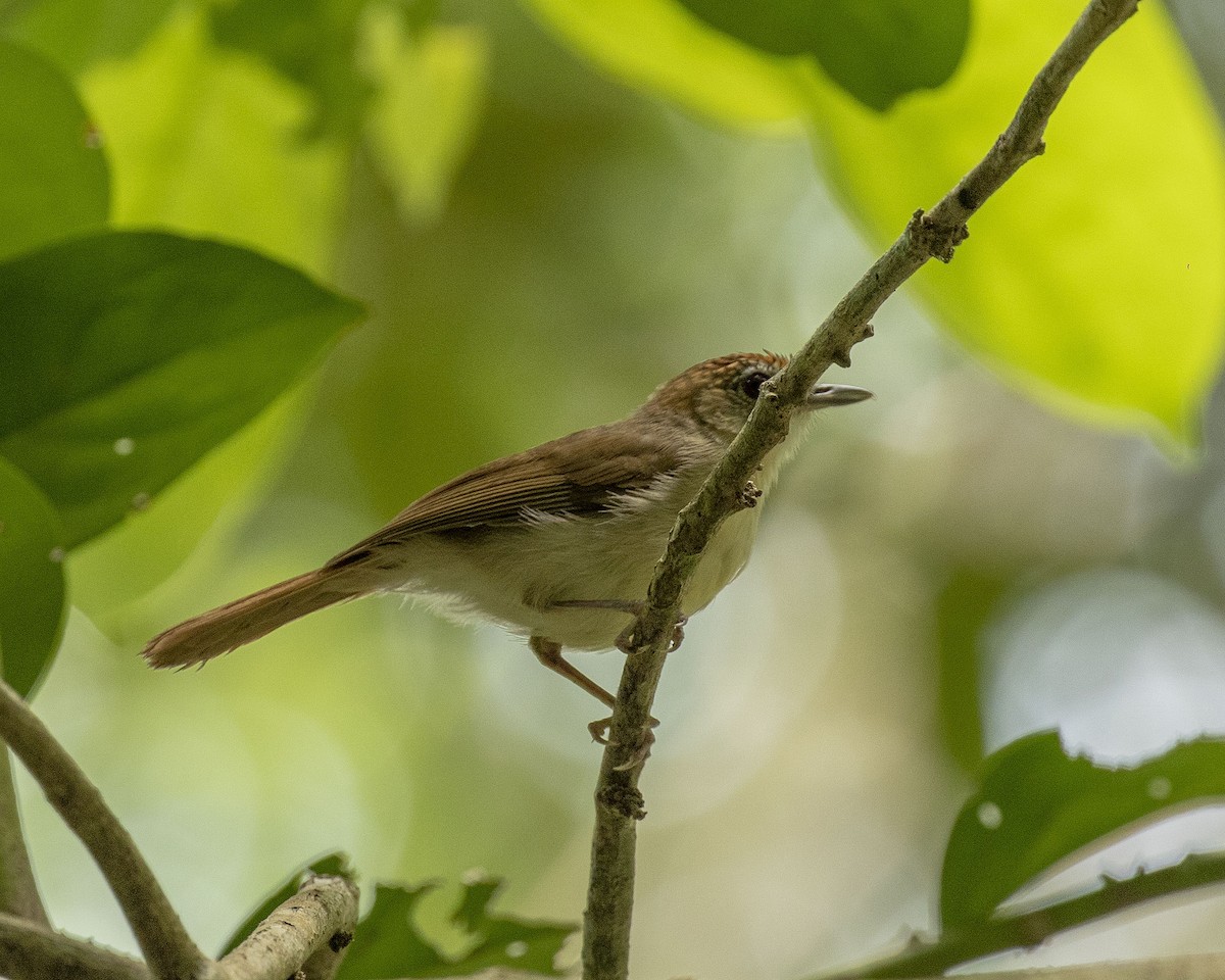 Scaly-crowned Babbler - ML458376931