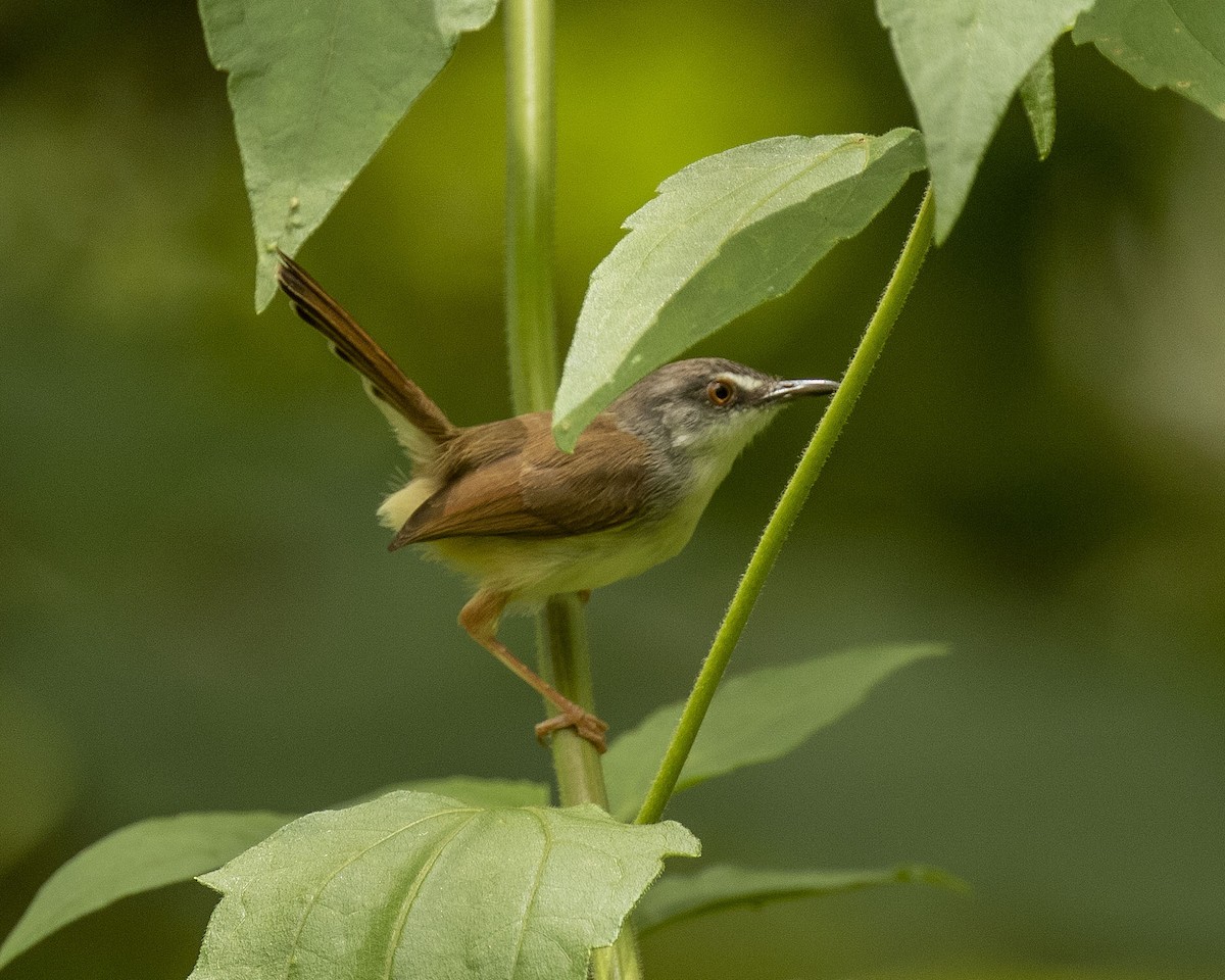 brunryggprinia - ML458377381