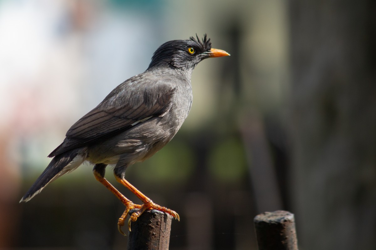 Jungle Myna - ML458377861