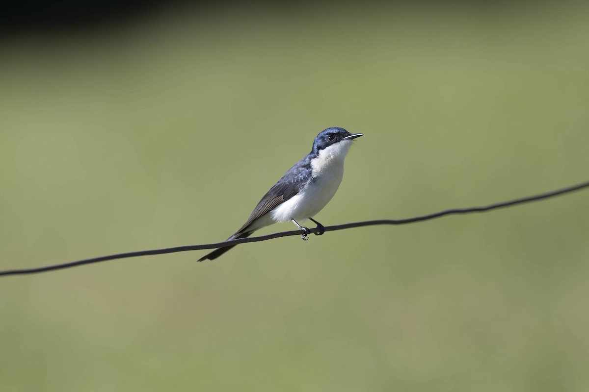 Restless Flycatcher - Mike Hooper