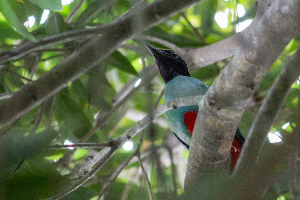 Western Hooded Pitta - ML458377901