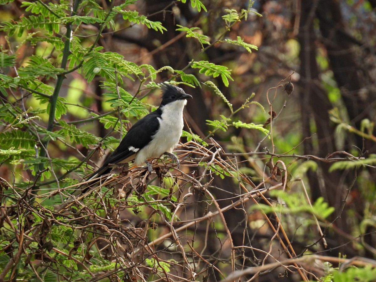 Pied Cuckoo - ML458380161