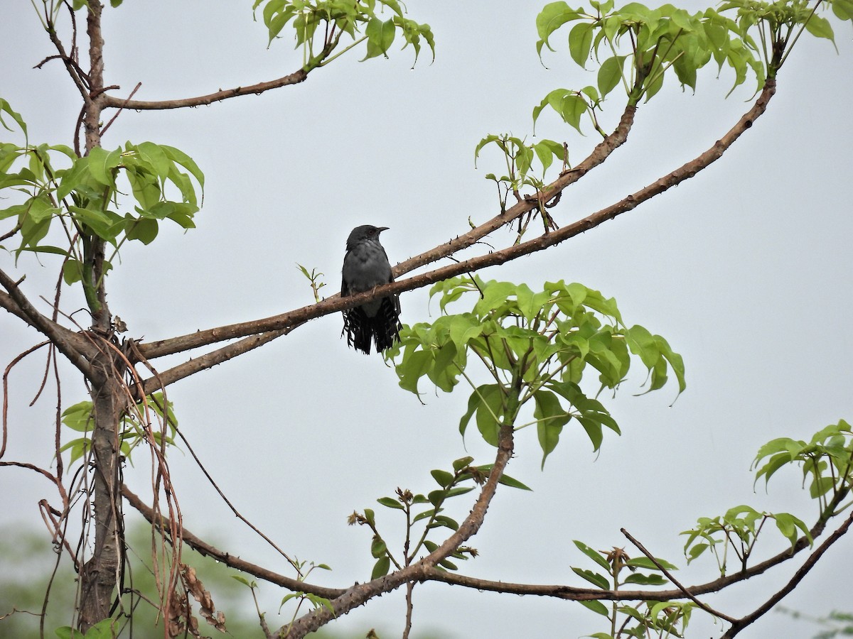 Gray-bellied Cuckoo - ML458380171