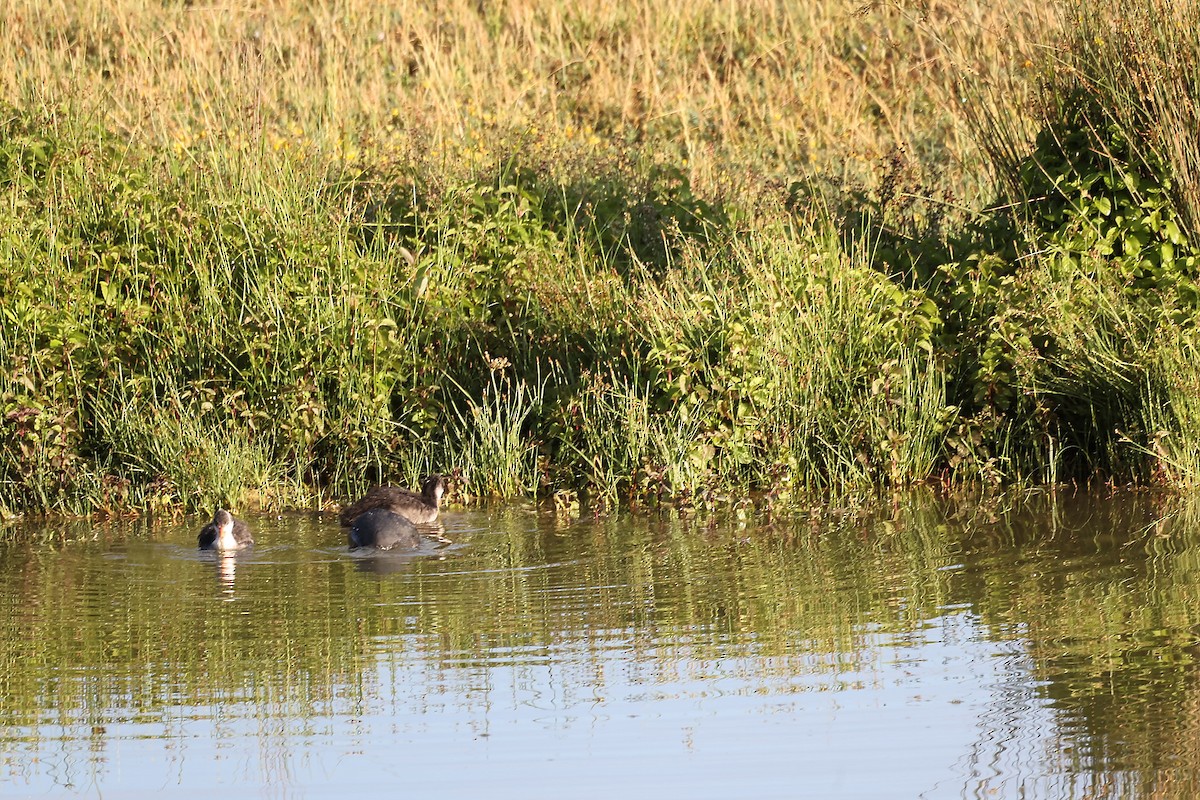 Eurasian Coot - ML458381271