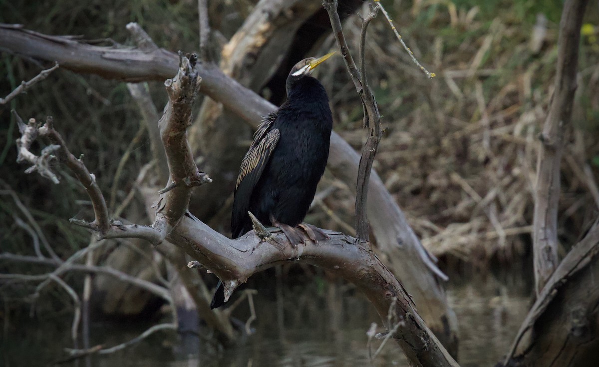 Australasian Darter - David  Tytherleigh