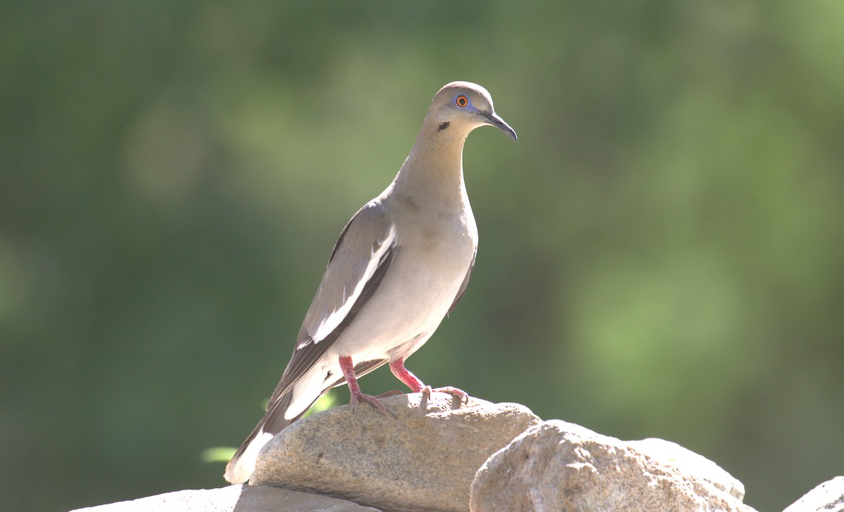 White-winged Dove - Curtis Marantz