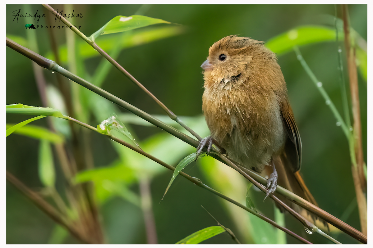 Fulvous Parrotbill - ML458388581