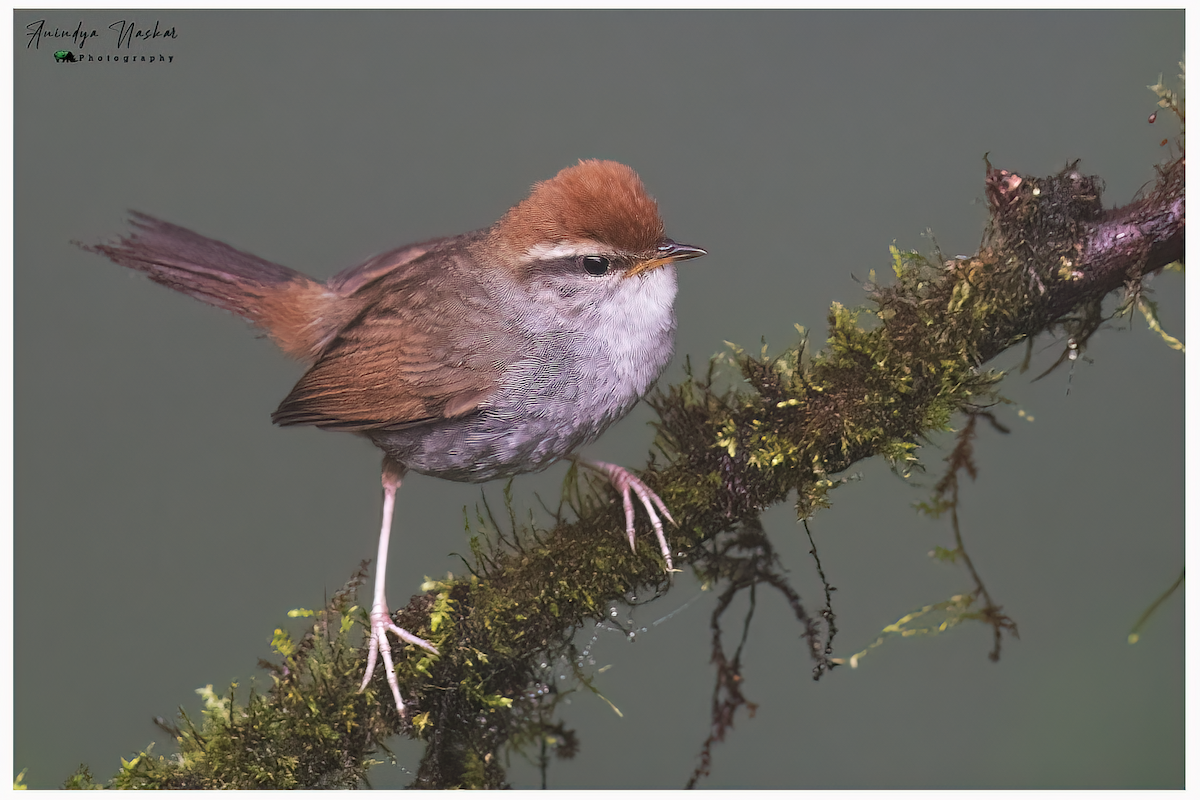 Gray-sided Bush Warbler - ML458388661