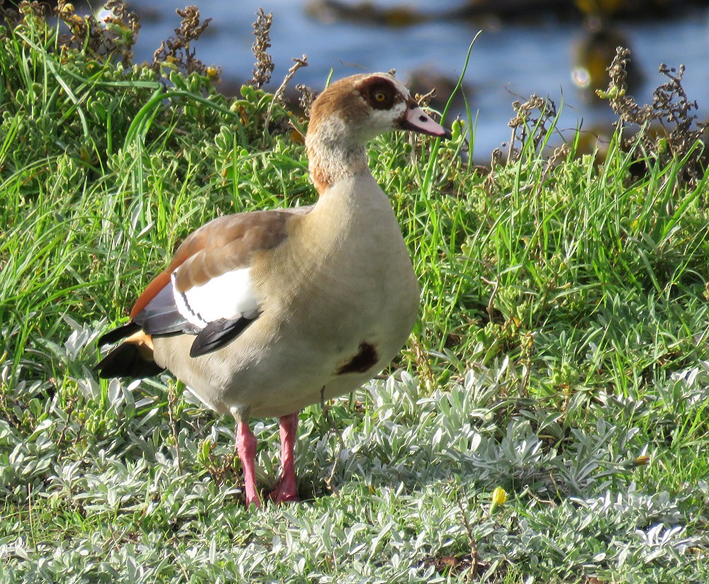 Egyptian Goose - Rohan Chakravarty