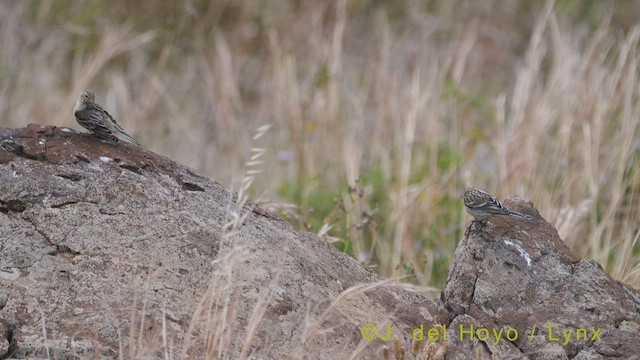 カナリア - ML458389771