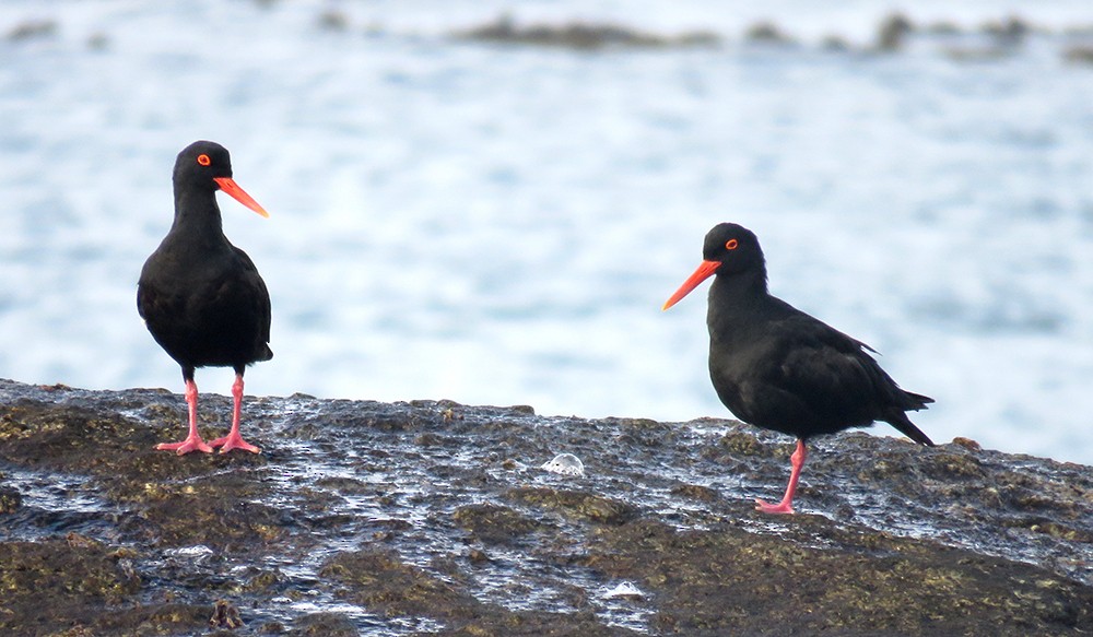 African Oystercatcher - Rohan Chakravarty